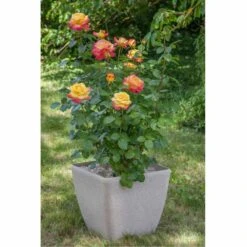 Rosier Oriental PEACE ® Baipeace -Meilland Richardier Soldes 1058 2912 2408 2534 rosier pullman orient express baipeace mi 9725 pot granit carr 50x50 t1000