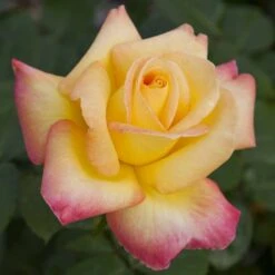 Rosier Grimpant Oriental PEACE ® Baipeacesar 6 Rosier Grimpant Oriental PEACE ® Baipeacesar -Meilland Richardier Soldes 1058 2912 2408 2534a rosier pullman orient express baipeace mi t1000 1