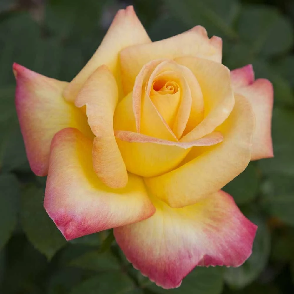 Rosier Grimpant Oriental PEACE ® Baipeacesar 4 Rosier Grimpant Oriental PEACE ® Baipeacesar – Image 2