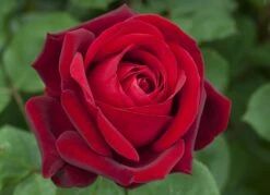 Rosier EDITH PIAF ® Meiramboys 10 Rosier EDITH PIAF ® Meiramboys -Meilland Richardier Soldes 1060 rosier edith piaf meiramboysar 11 0455 hd