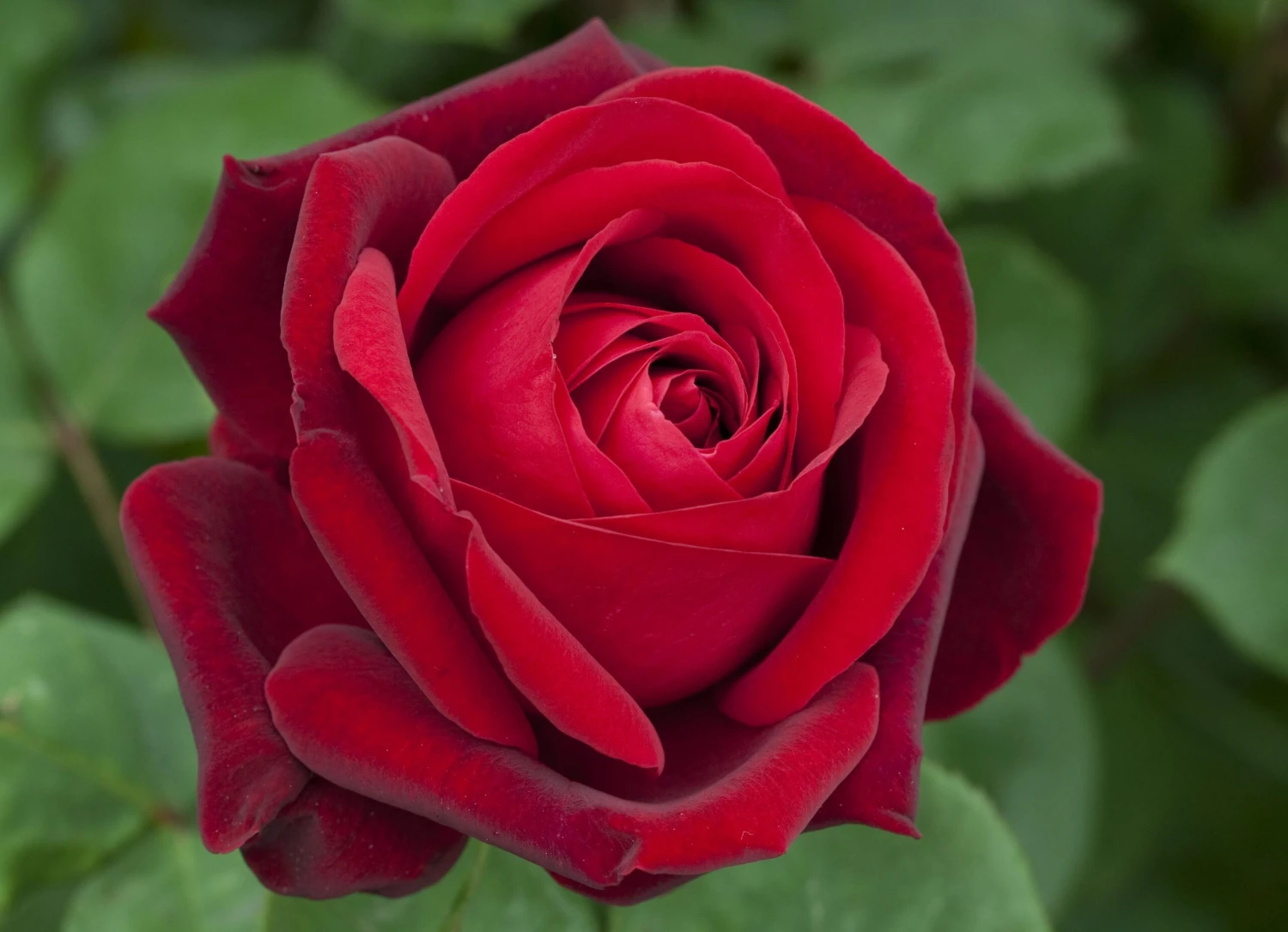 Rosier EDITH PIAF ® Meiramboys 6 Rosier EDITH PIAF ® Meiramboys – Image 4