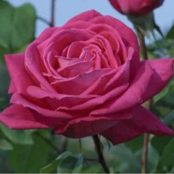 Rosier LOLITA LEMPICKA ® Meizincaro