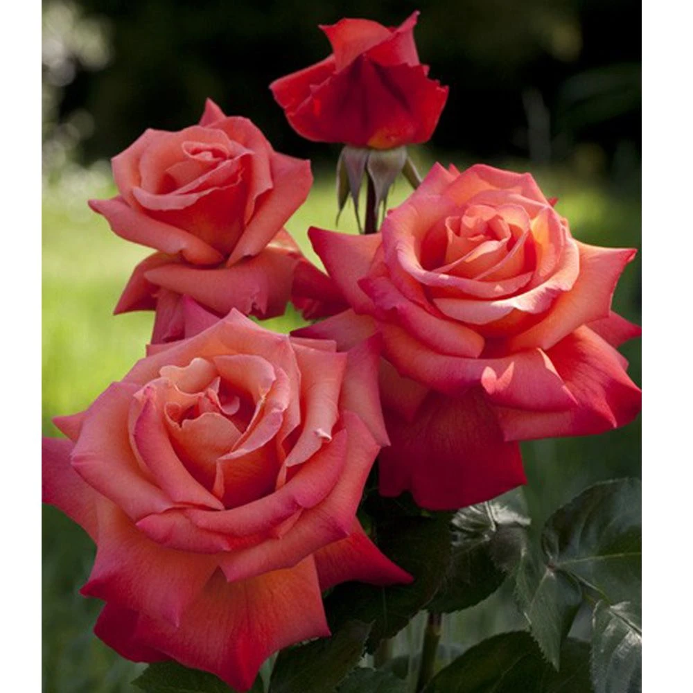 Rosier Tige CHRISTOPHE COLOMB ® Meironsse 4 Rosier Tige CHRISTOPHE COLOMB ® Meironsse – Image 2