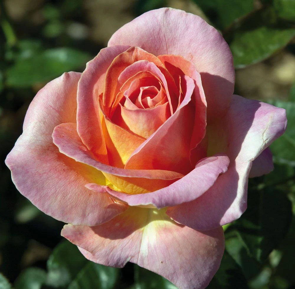 Rosier ELLE ® Meibderos 3 Rosier ELLE ® Meibderos