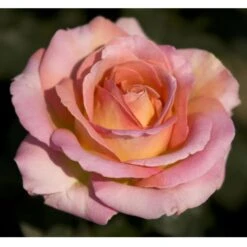 Rosier ELLE ® Meibderos 8 Rosier ELLE ® Meibderos -Meilland Richardier Soldes 1070 2915a rosier elle meibderos mi t1000