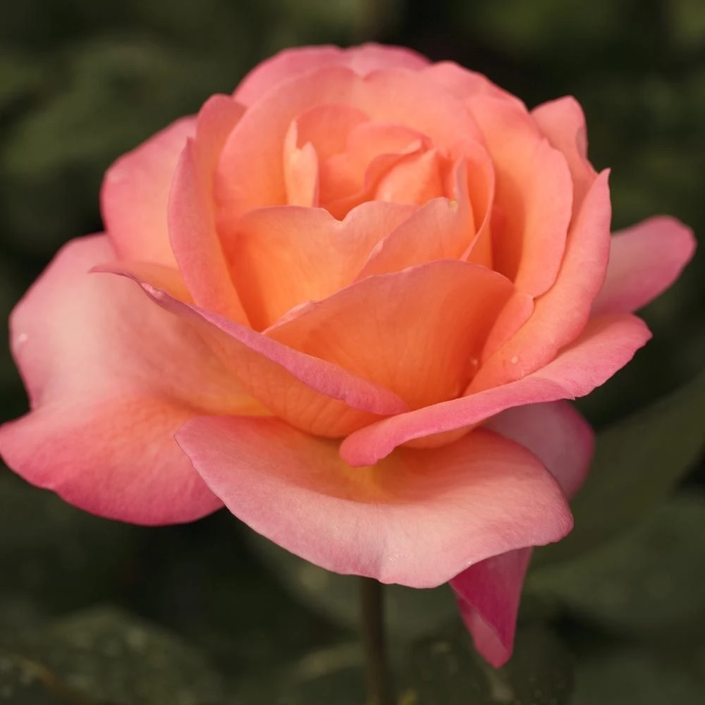 Rosier JAZZ FESTIVAL ® Meizizany 3 Rosier JAZZ FESTIVAL ® Meizizany