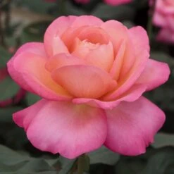 Rosier JAZZ FESTIVAL ® Meizizany 10 Rosier JAZZ FESTIVAL ® Meizizany -Meilland Richardier Soldes 1076a rosier jazz festival meizizany 2m t1000