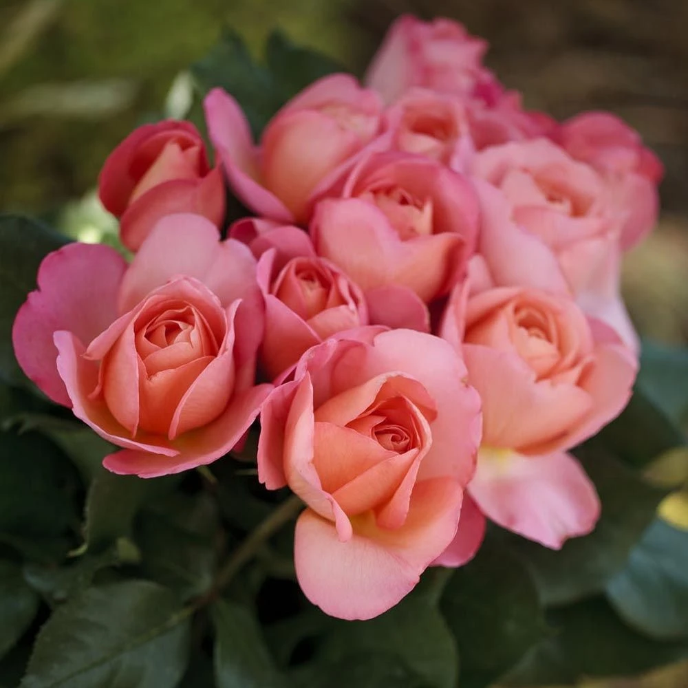 Rosier JAZZ FESTIVAL ® Meizizany 5 Rosier JAZZ FESTIVAL ® Meizizany – Image 3