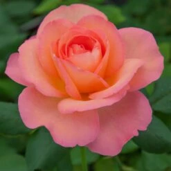 Rosier JAZZ FESTIVAL ® Meizizany 8 Rosier JAZZ FESTIVAL ® Meizizany -Meilland Richardier Soldes 1076c rosier jazz festival meizizany 2m t1000