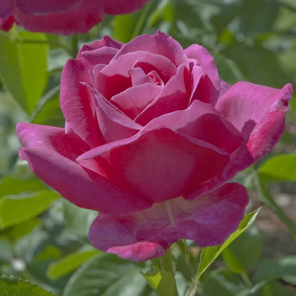 Rosier CAPRICE DE MEILLAND ® Meisionver 5 Rosier CAPRICE DE MEILLAND ® Meisionver – Image 3