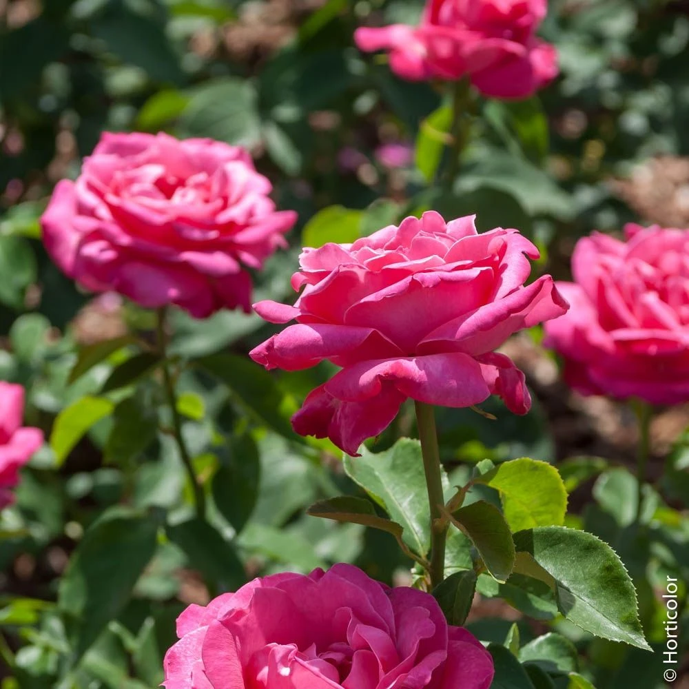 Rosier Tige CAPRICE DE MEILLAND ® Meisionver 4 Rosier Tige CAPRICE DE MEILLAND ® Meisionver – Image 2