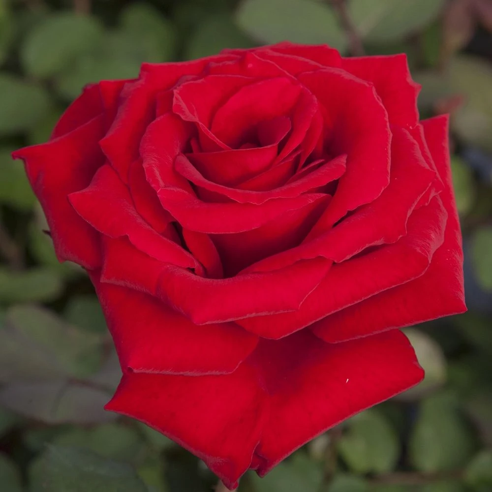 Rosier MARCEL PAGNOL ® Meisoyris 3 Rosier MARCEL PAGNOL ® Meisoyris