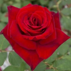 Rosier MARCEL PAGNOL ® Meisoyris 10 Rosier MARCEL PAGNOL ® Meisoyris -Meilland Richardier Soldes 1082 2937b rosier marcel pagnol meisoyris mi t1000