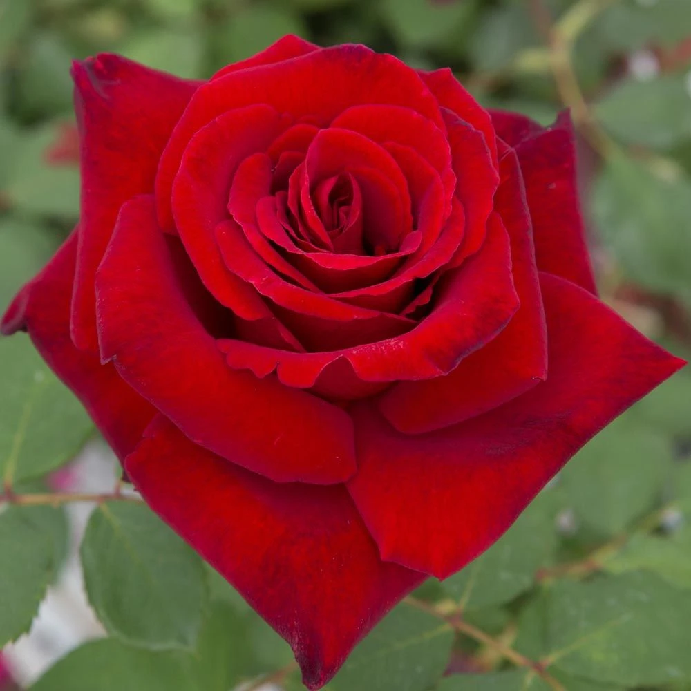 Rosier MARCEL PAGNOL ® Meisoyris 5 Rosier MARCEL PAGNOL ® Meisoyris – Image 3