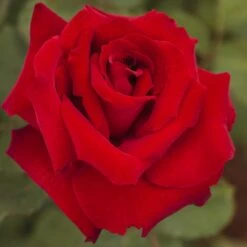 Rosier MARCEL PAGNOL ® Meisoyris 12 Rosier MARCEL PAGNOL ® Meisoyris -Meilland Richardier Soldes 1082 rosier marcel pagnol 3