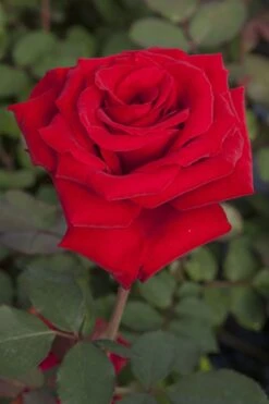 Rosier MARCEL PAGNOL ® Meisoyris 13 Rosier MARCEL PAGNOL ® Meisoyris -Meilland Richardier Soldes 1082c marcel pagnol r meisoyris 13 03782 hd