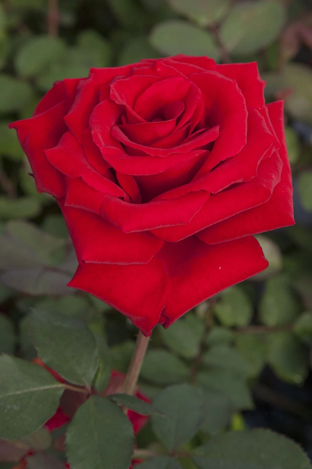 Rosier MARCEL PAGNOL ® Meisoyris 8 Rosier MARCEL PAGNOL ® Meisoyris – Image 6