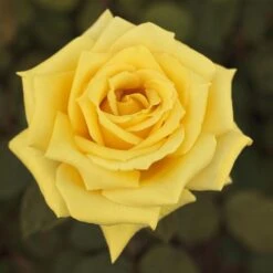 Rosier Golden PERFUMELLA ® Meifazeda -Meilland Richardier Soldes 1084 2932 rosier nicolas hulot meifazeda mi t1000