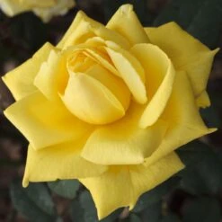 Rosier Golden PERFUMELLA ® Meifazeda -Meilland Richardier Soldes 1084 2932b rosier nicolas hulot meifazeda mi t1000