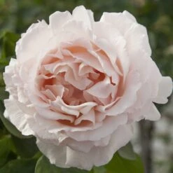 Rosier ANDRE LE NOTRE ® Meiceppus 12 Rosier ANDRE LE NOTRE ® Meiceppus -Meilland Richardier Soldes 1086 2947 2522 rosier andre le notre meiceppus mm t1000