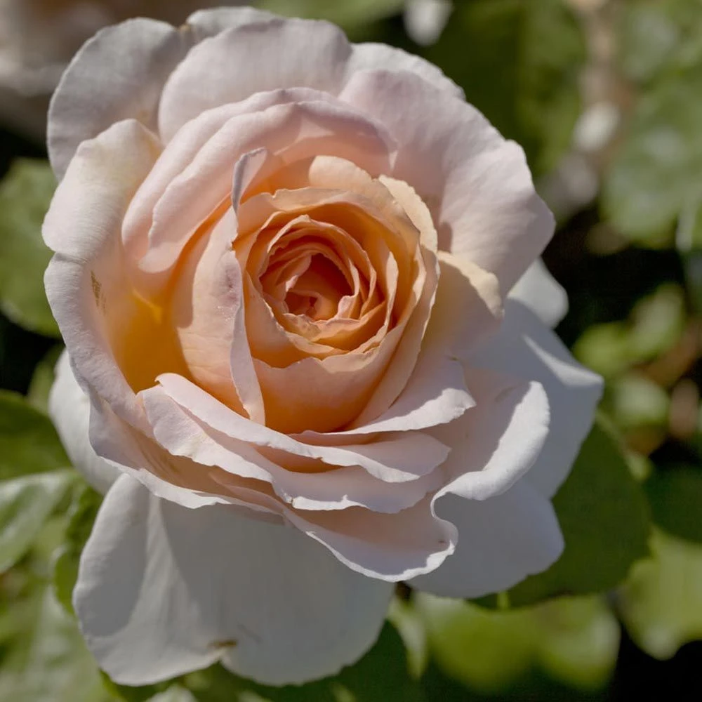 Rosier ANDRE LE NOTRE ® Meiceppus 4 Rosier ANDRE LE NOTRE ® Meiceppus – Image 2