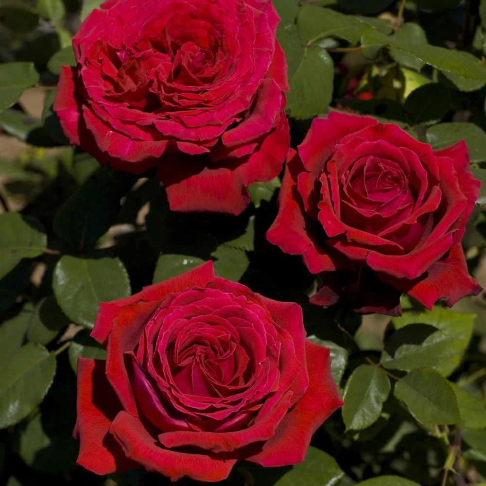 Rosier BOTERO ® Meiafone 5 Rosier BOTERO ® Meiafone – Image 3