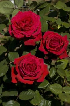 Rosier BOTERO ® Meiafone 13 Rosier BOTERO ® Meiafone -Meilland Richardier Soldes 1098 rosier botero meiafone 2705 hd mi