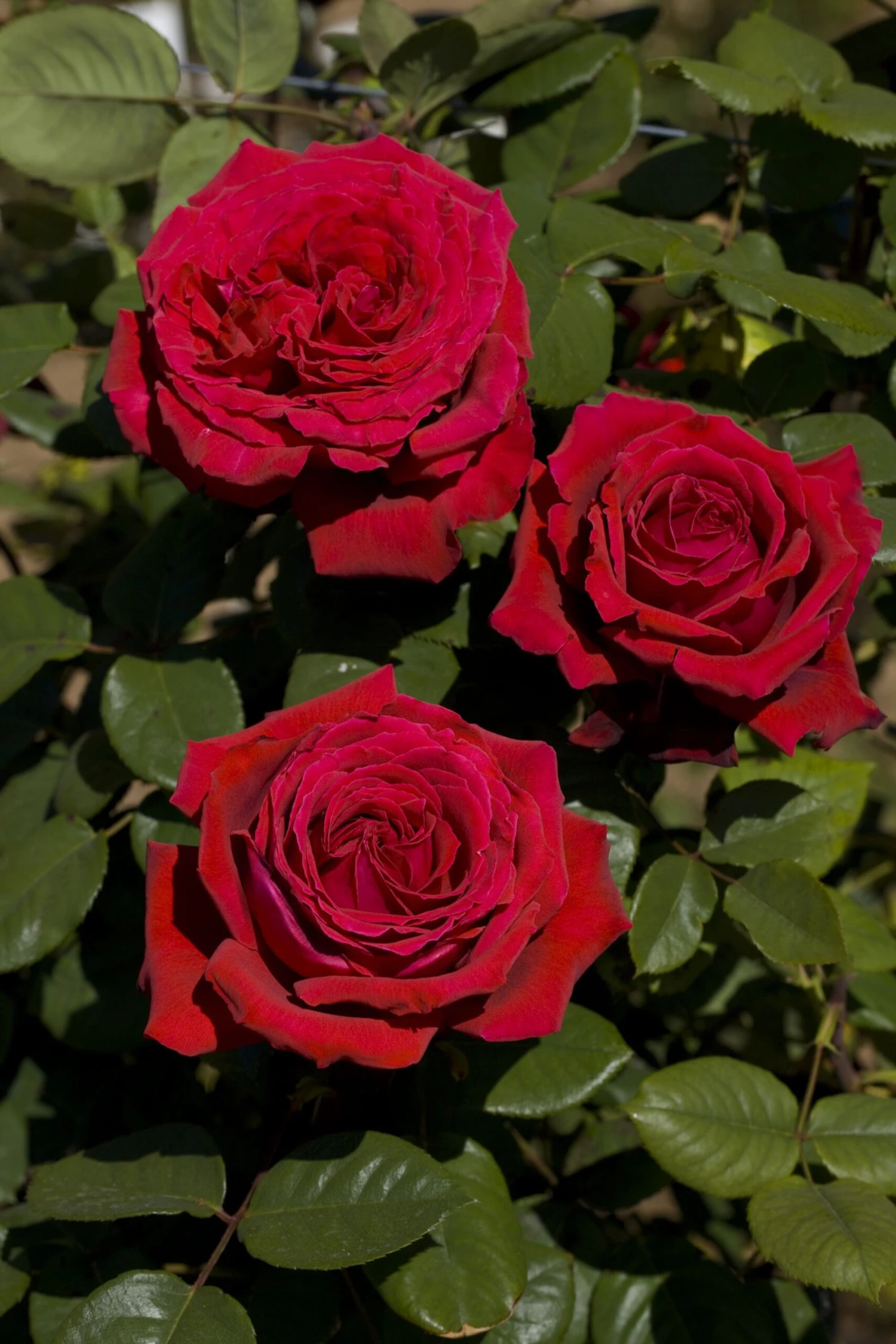 Rosier BOTERO ® Meiafone 7 Rosier BOTERO ® Meiafone – Image 5