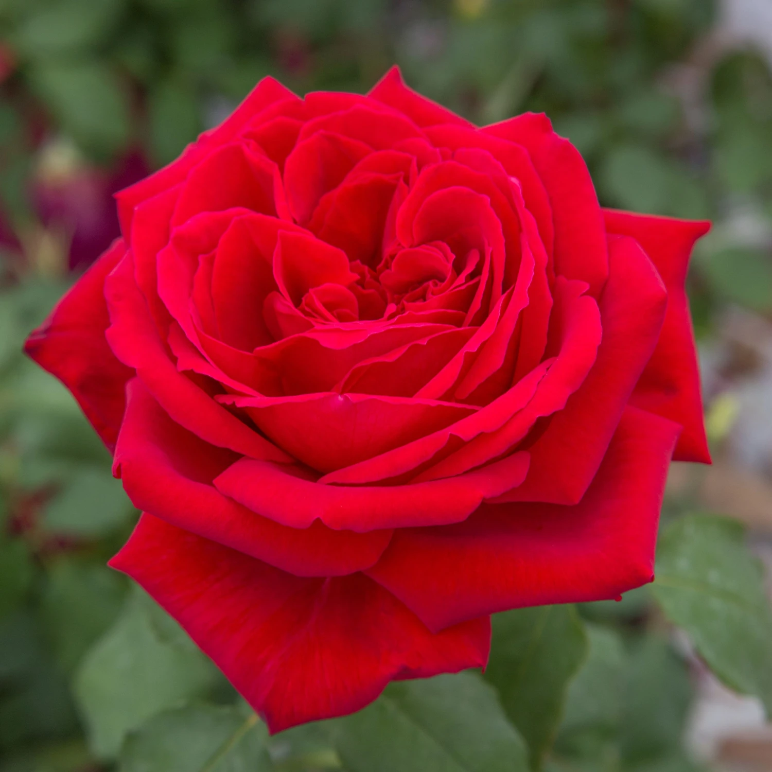 Rosier BOTERO ® Meiafone 9 Rosier BOTERO ® Meiafone – Image 7