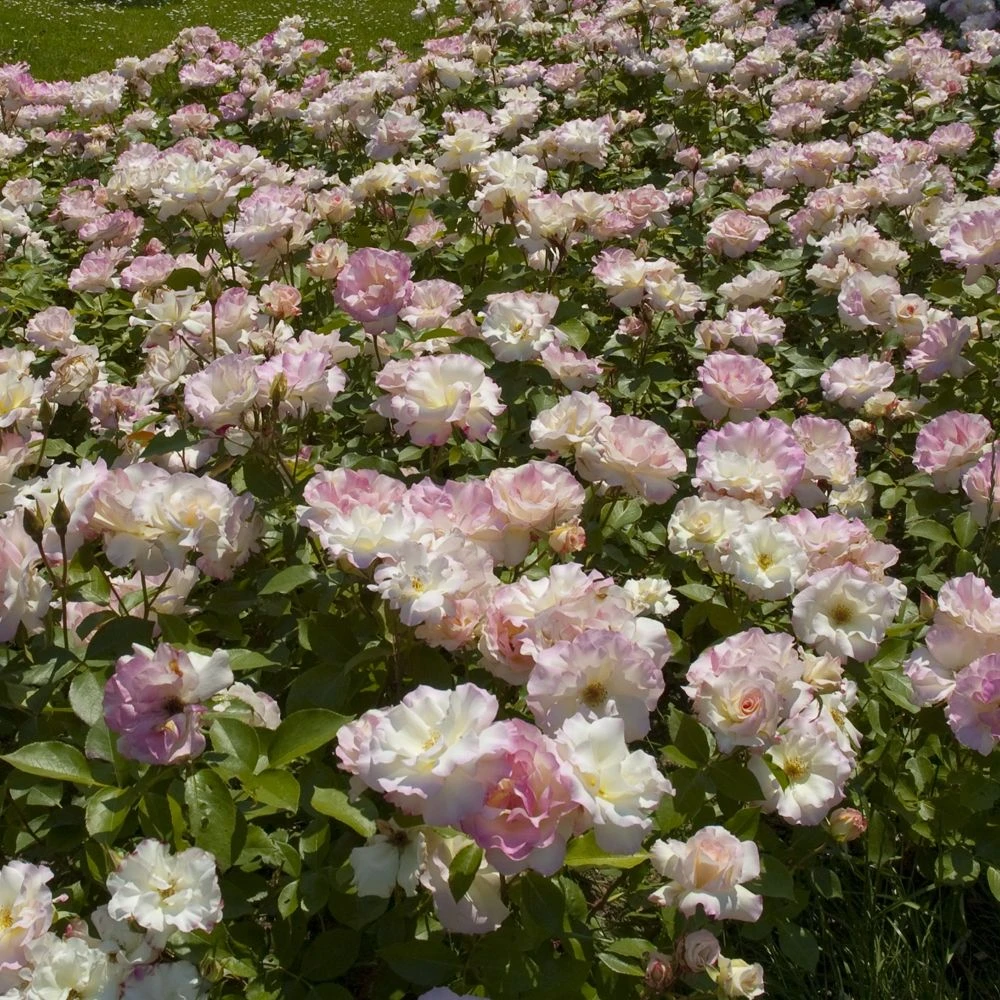 Rosier CHARLES AZNAVOUR ® Meibeausai 4 Rosier CHARLES AZNAVOUR ® Meibeausai – Image 2