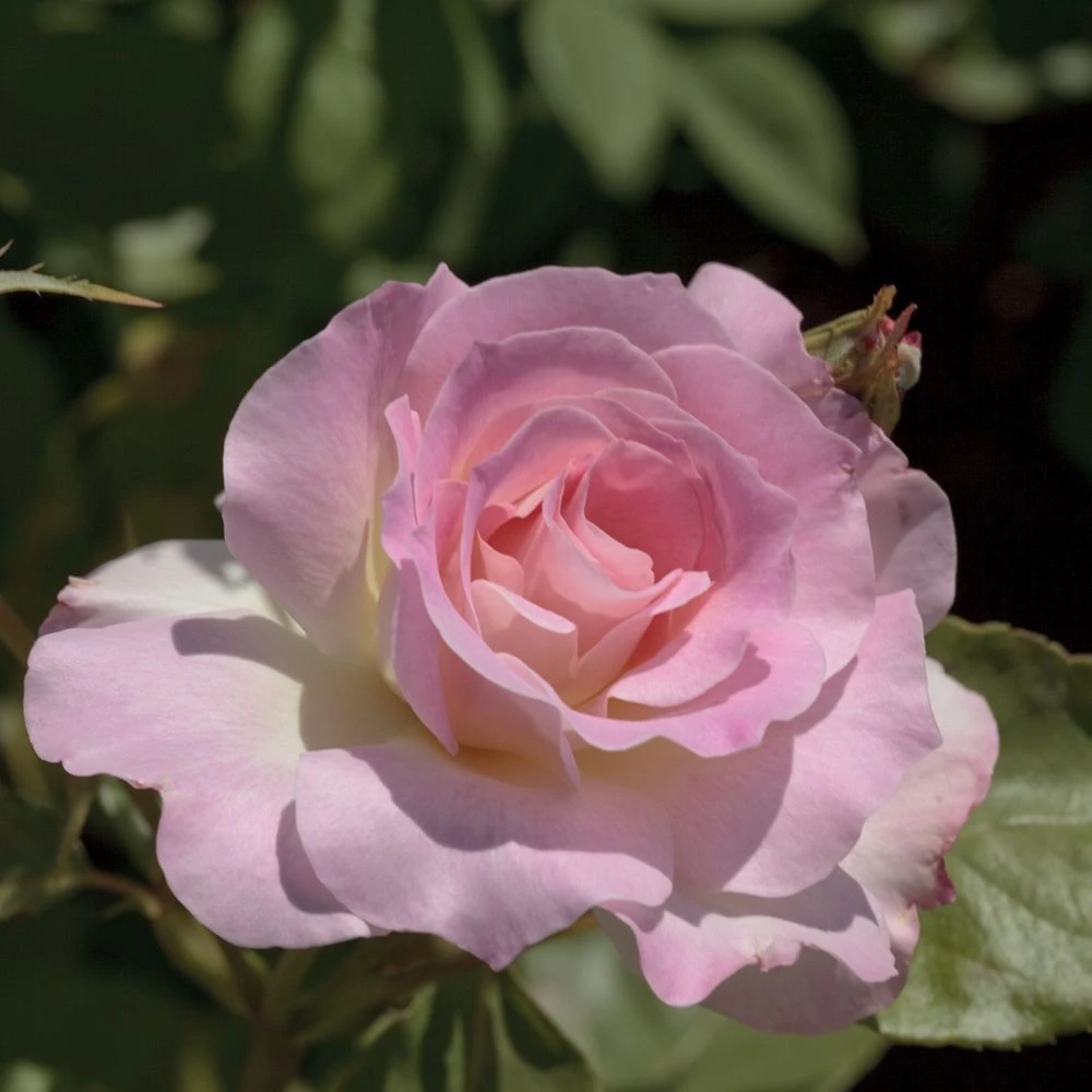 Rosier CHARLES AZNAVOUR ® Meibeausai 3 Rosier CHARLES AZNAVOUR ® Meibeausai