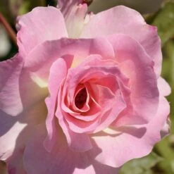 Rosier CHARLES AZNAVOUR ® Meibeausai 8 Rosier CHARLES AZNAVOUR ® Meibeausai -Meilland Richardier Soldes 1103 rosier charles aznavour 3224 taille1000 mi