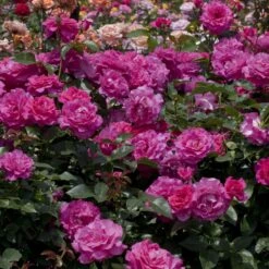 Rosier MANOU MEILLAND ® Meitulimon 9 Rosier MANOU MEILLAND ® Meitulimon -Meilland Richardier Soldes 1121 1938 rosier manou meilland meitulimon t1000