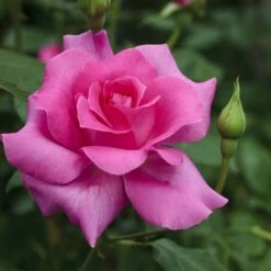 Rosier MANOU MEILLAND ® Meitulimon 7 Rosier MANOU MEILLAND ® Meitulimon -Meilland Richardier Soldes 1121 1938a rosier manou meilland meitulimon t1000