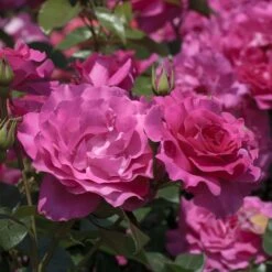 Rosier MANOU MEILLAND ® Meitulimon 8 Rosier MANOU MEILLAND ® Meitulimon -Meilland Richardier Soldes 1121 1938c rosier manou meilland meitulimon t1000