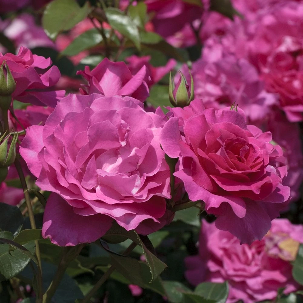 Rosier MANOU MEILLAND ® Meitulimon 5 Rosier MANOU MEILLAND ® Meitulimon – Image 3