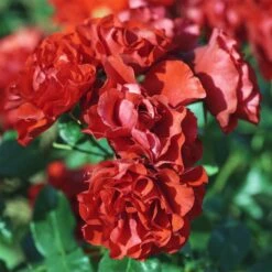 Rosier Demi-tige MATTHIAS MEILLAND ® Meifolio