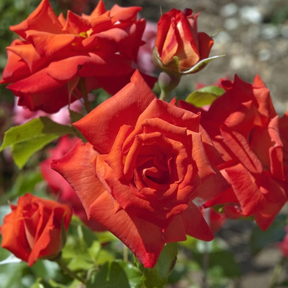 Rosier RUSTICANA ® Poppy Flash 3 Rosier RUSTICANA ® Poppy Flash