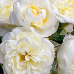 Rosier Lady ROMANTICA ® Meiperette 7 Rosier Lady ROMANTICA ® Meiperette -Meilland Richardier Soldes 1137 2963 rosier lady romantica meiperette t1000