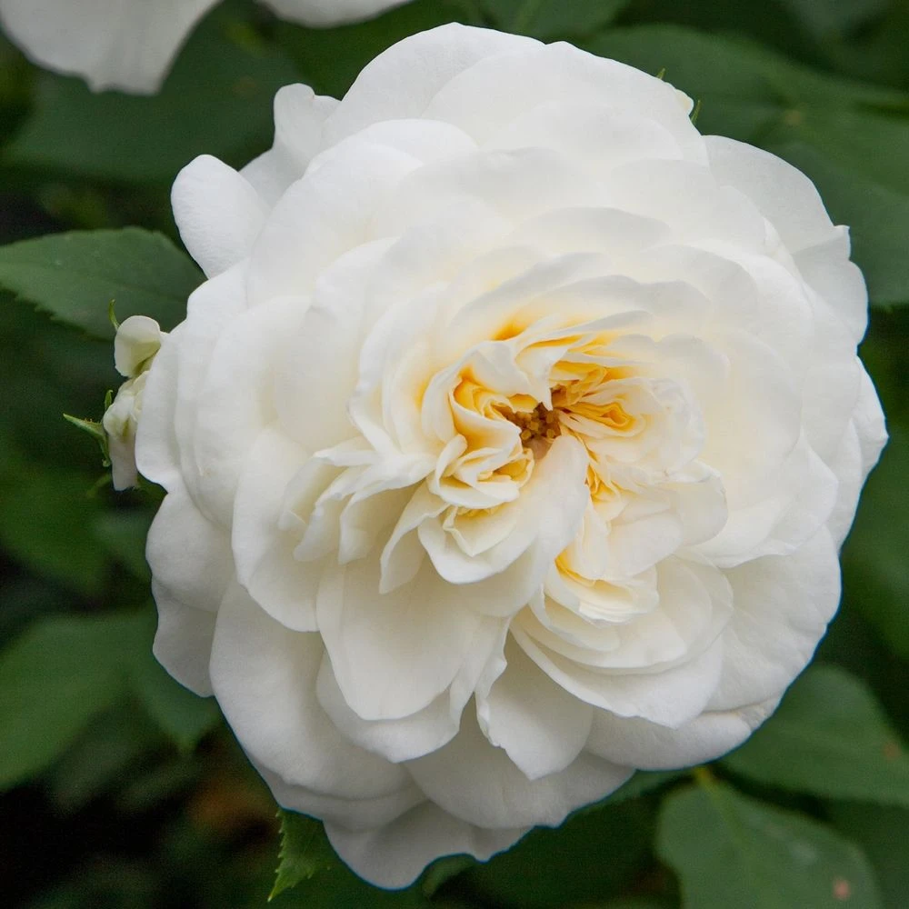 Rosier Lady ROMANTICA ® Meiperette 5 Rosier Lady ROMANTICA ® Meiperette – Image 3