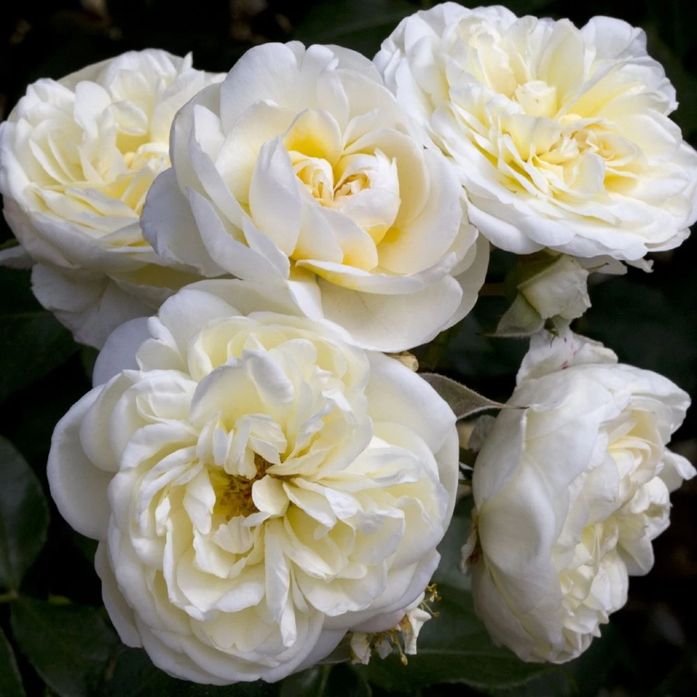 Rosier Lady ROMANTICA ® Meiperette 3 Rosier Lady ROMANTICA ® Meiperette