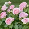 Rosier Sophia ROMANTICA ® Meisselpier 2 Rosier Sophia ROMANTICA ® Meisselpier -Meilland Richardier Soldes 1138 2940e rosier sophia romantica meisselpier t1000