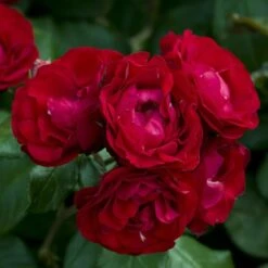 Rosier BAL MASQUE Meilarkanj