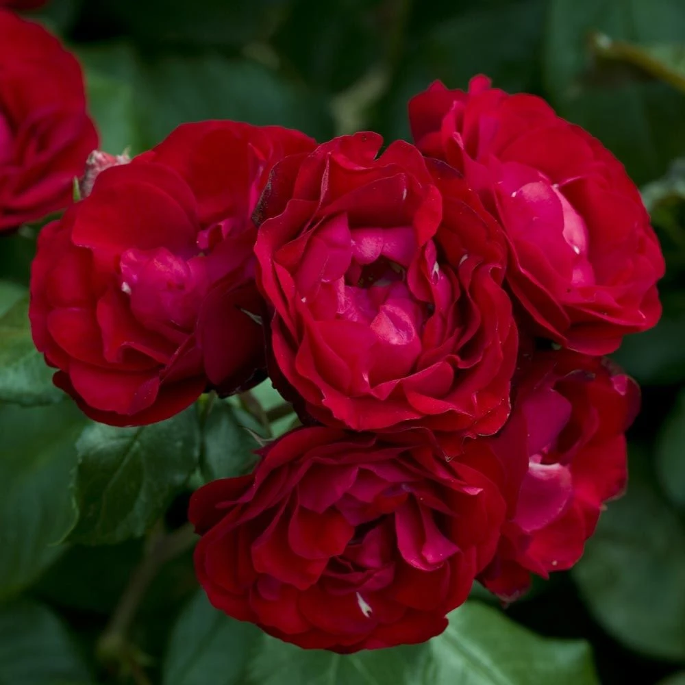 Rosier BAL MASQUE Meilarkanj 3 Rosier BAL MASQUE Meilarkanj