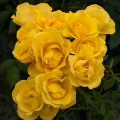 Rosier RAYON DE SOLEIL ® Meianycid 10 Rosier RAYON DE SOLEIL ® Meianycid -Meilland Richardier Soldes 1140 rosier rayon de soleil meianycid t1000