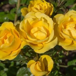 Rosier RAYON DE SOLEIL ® Meianycid 9 Rosier RAYON DE SOLEIL ® Meianycid -Meilland Richardier Soldes 1140b rosier rayon de soleil meianycid t1000