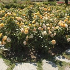 Meilland Richardier Soldes -Meilland Richardier Soldes 1144g rosier tequila meipomolo t1000