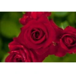 Rosier NICCOLO PAGANINI ® Meicairma -Meilland Richardier Soldes 1150 1947 rosier niccolo paganini meicairma t1000