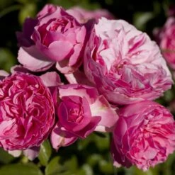 Rosier LEONARDO DA VINCI ® Meideauri