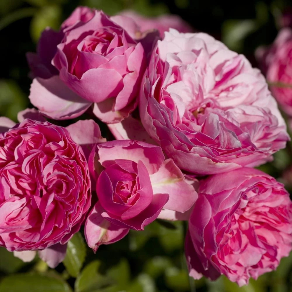 Rosier LEONARDO DA VINCI ® Meideauri 3 Rosier LEONARDO DA VINCI ® Meideauri